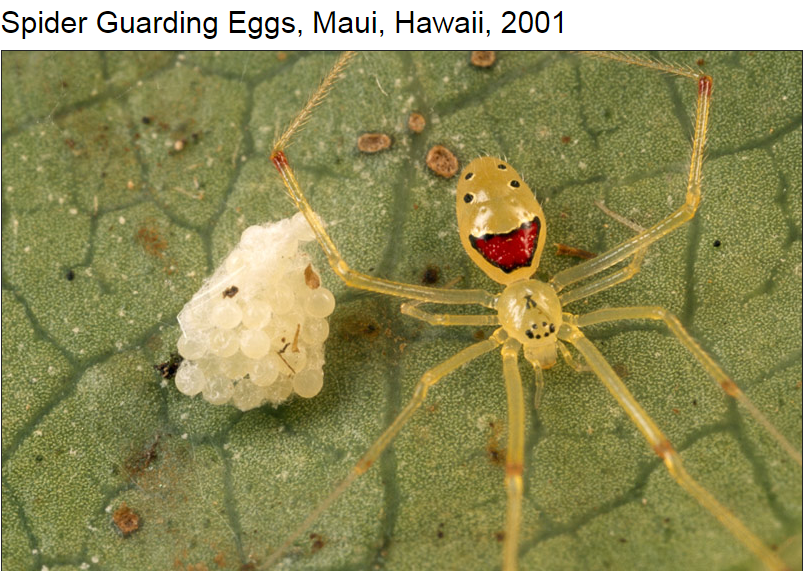 National Geographic Happy Face Spider