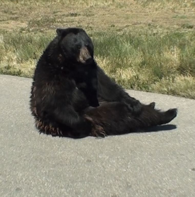 Bear In The Road