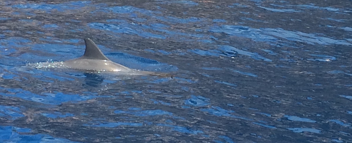 Dolphin at Kealakekua Bay